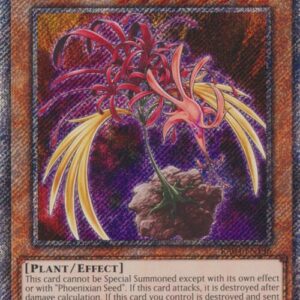 PHOENIXIAN CLUSTER AMARYLLIS